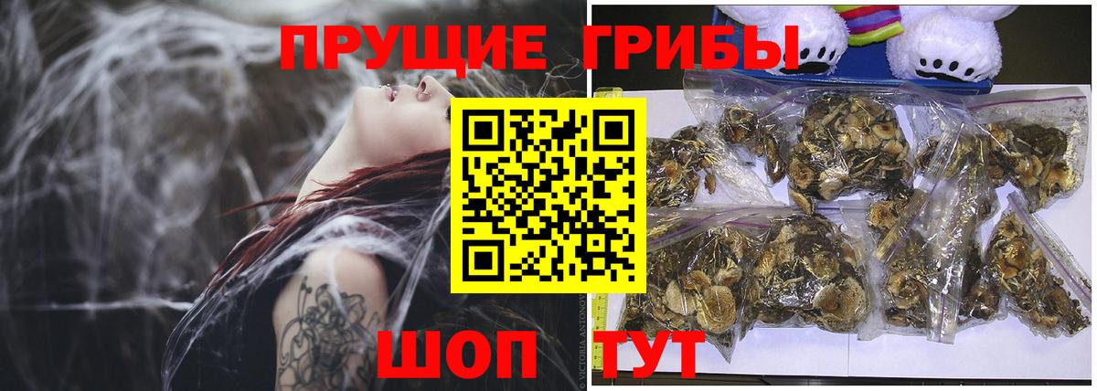 Псилоцибиновые грибы Psilocybe Кизляр